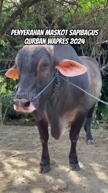 Penyerahan-Maskot-Sapibagus-Qurban-Wapres-2024